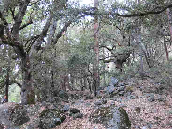 La vida secreta de los árboles bosque 2