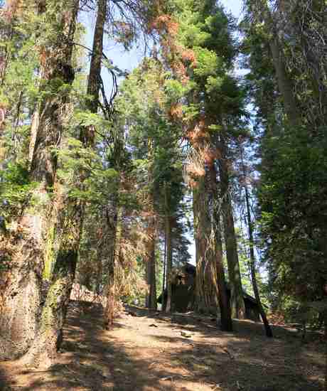 La vida secreta de los árboles bosque 3