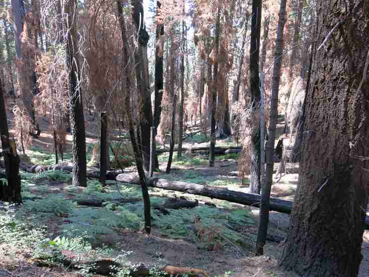 La vida secreta de los árboles bosque