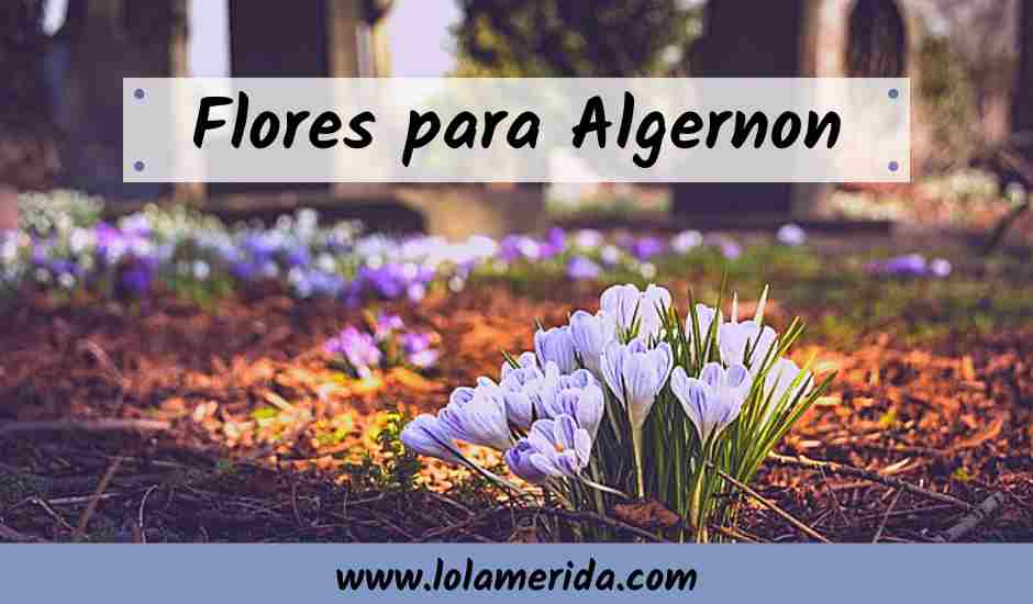 En este momento estás viendo Flores para Algernon, 6 aspectos de la transformación personal